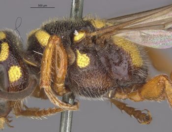 Media type: image;   Entomology 23537 Aspect: thorax lateral